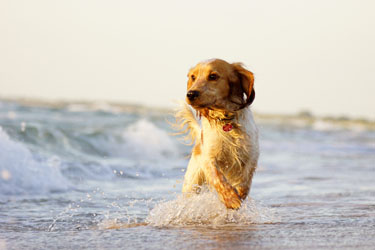 Hundebetreuung Friedrichshain 1